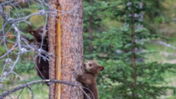 Black Bear cubs in the Rockies