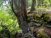 Le sentier Bruce suit la paroi rocheuse de l'escarpement de Niagara |  <i>Élise Arsenault</i>