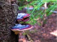 Champignons sauvages le long du sentier Bruce Trail |  <i>Élise Arsenault</i>