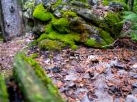 Exploring the rich flora and fauna along the Bruce Trail |  Elise Arsenault
