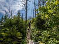 Enjoying a peaceful walk through the woods |  Sherry Ott