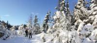 Profitez de la tranquillité hivernale du parc provincial Algonquin