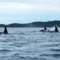 Kayaking with the Orcas of the Pacific | Jenn Dickie Photography