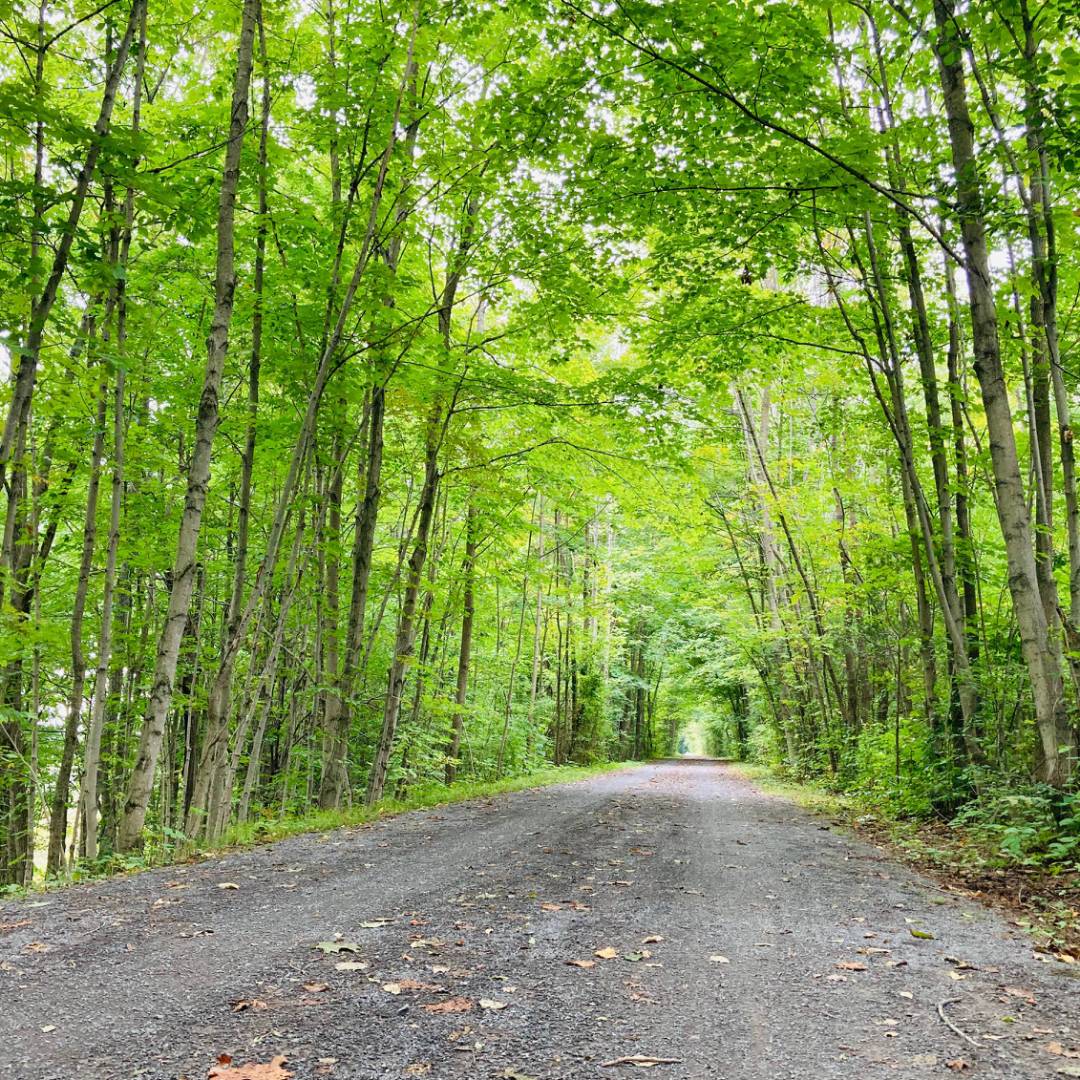 Cycling under the natural arch of trees | Caroline Mongrain