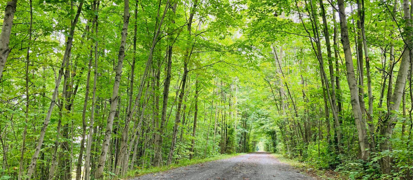 Cycling under the natural arch of trees | Caroline Mongrain