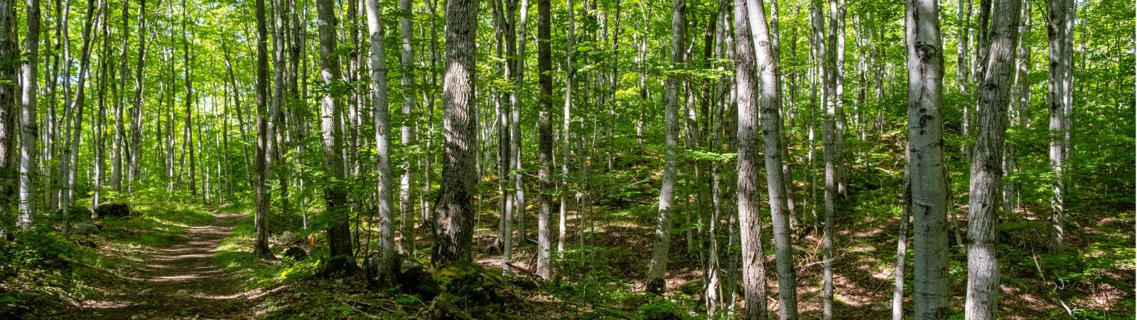 Un des plus anciens écosystème d'Amérique du Nord |  <i>Élise Arsenault</i>