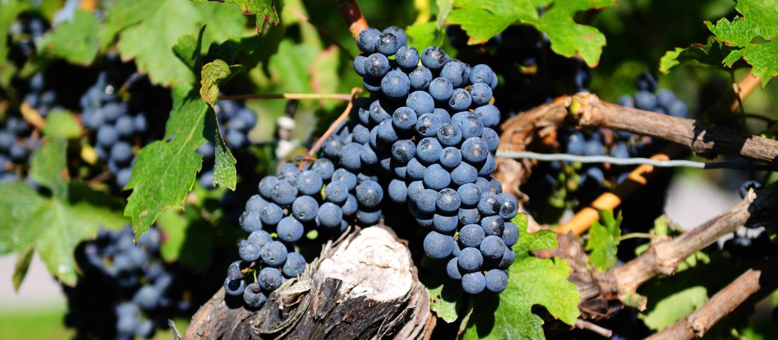 Vineyards line your route through the Niagara region