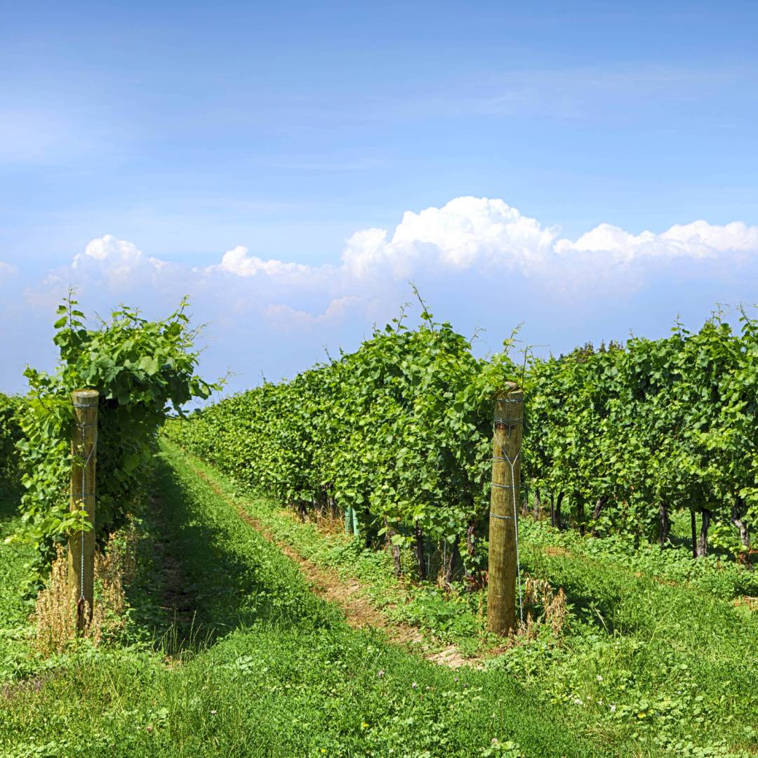 Vineyard in Niagara on the Lake