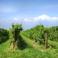 Vineyard in Niagara on the Lake