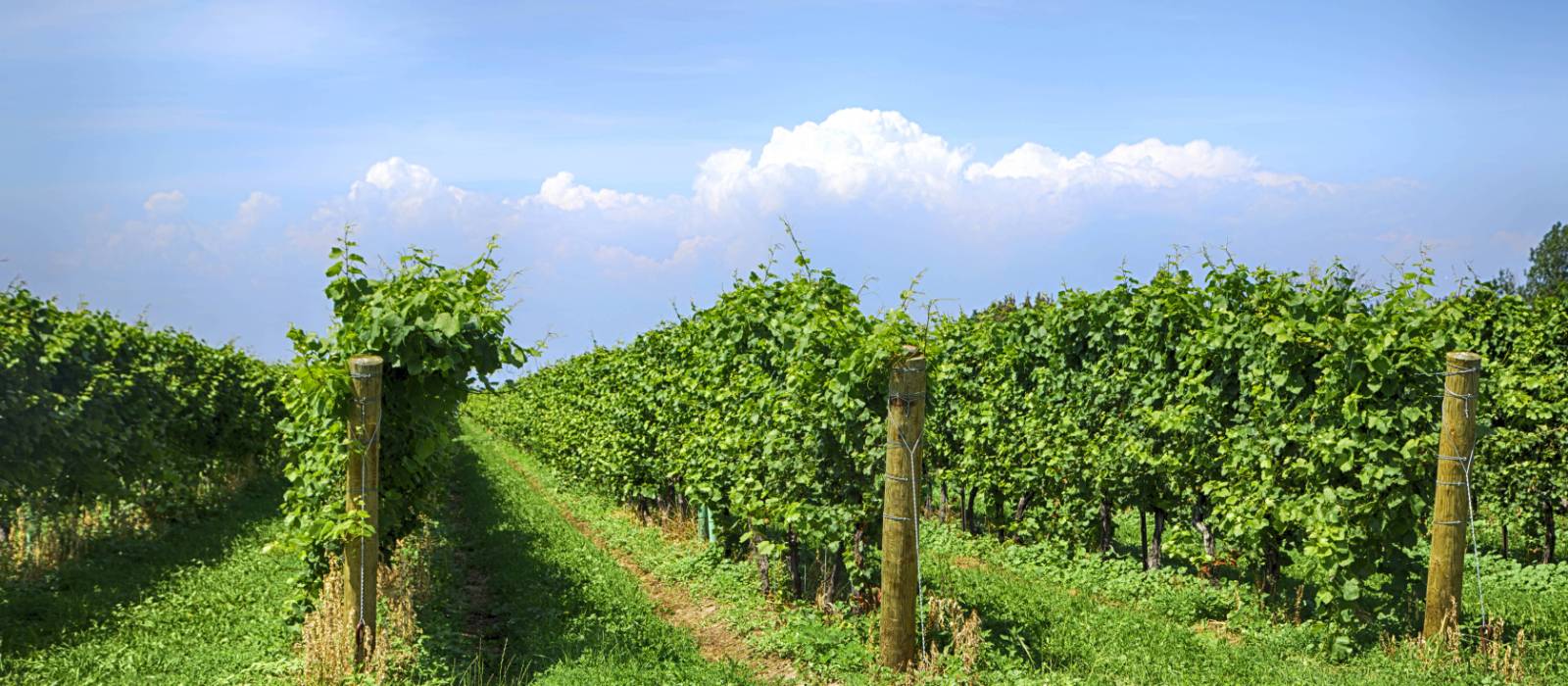 Vignoble à Niagara on the Lake