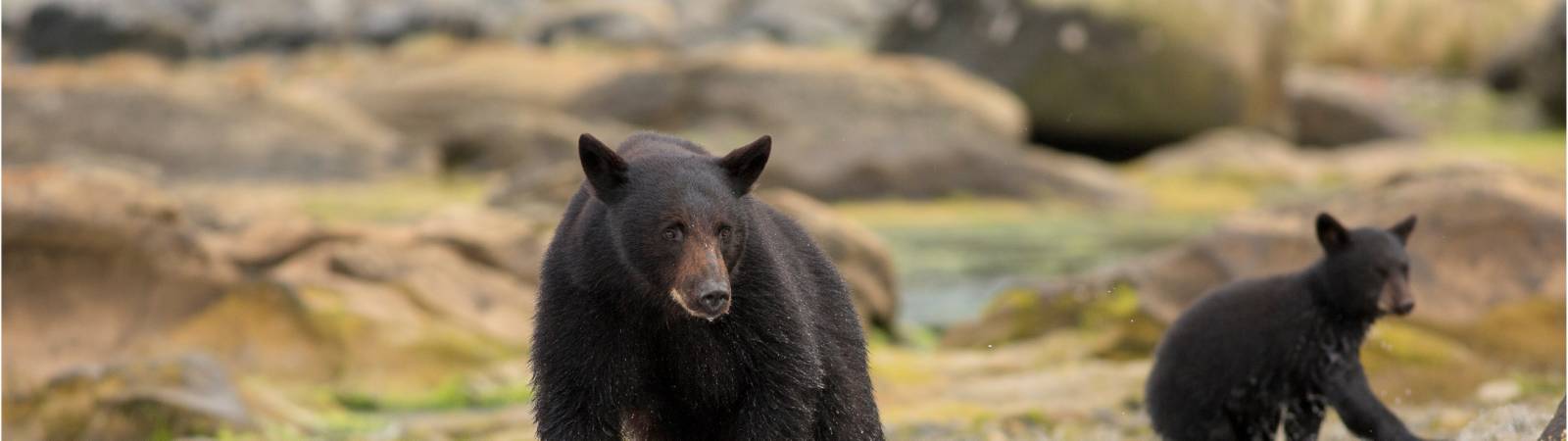 Maman et bébé ours au nord de l'île de Vancouver |  <i>Northern Vancouver Island Tourism/Steven Fines</i>