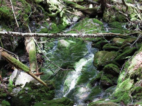 Fundy forest scenery. |  <i>Guy Wilkinson</i>