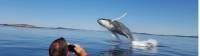 Observation des baleines, Baie de Fundy, Nouveau-Brunswick |  <i>New Brunswick Tourism</i>