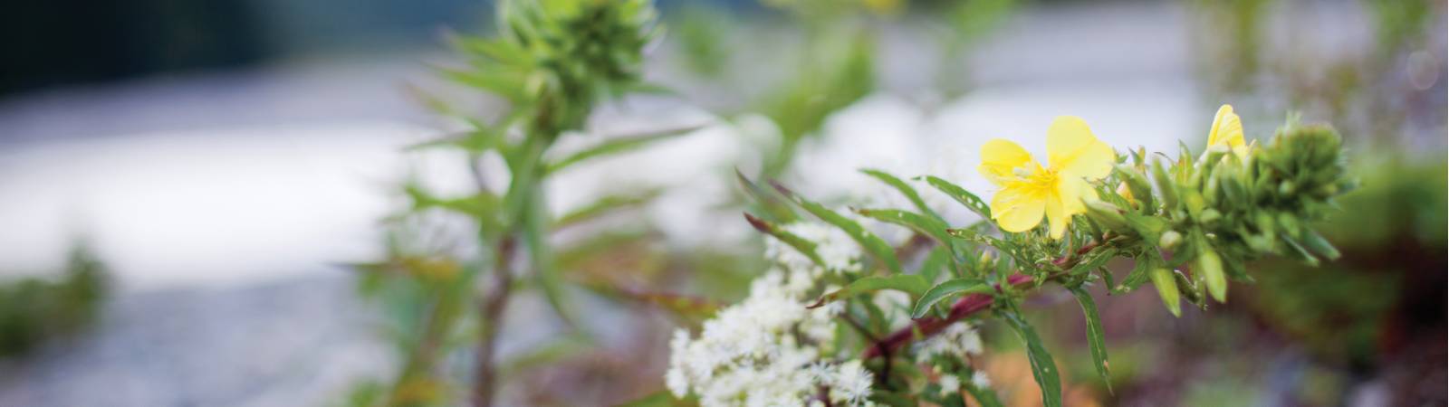 Fleurs sauvages près de la Baie de Fundy |  <i>Guy Wilkinson</i>